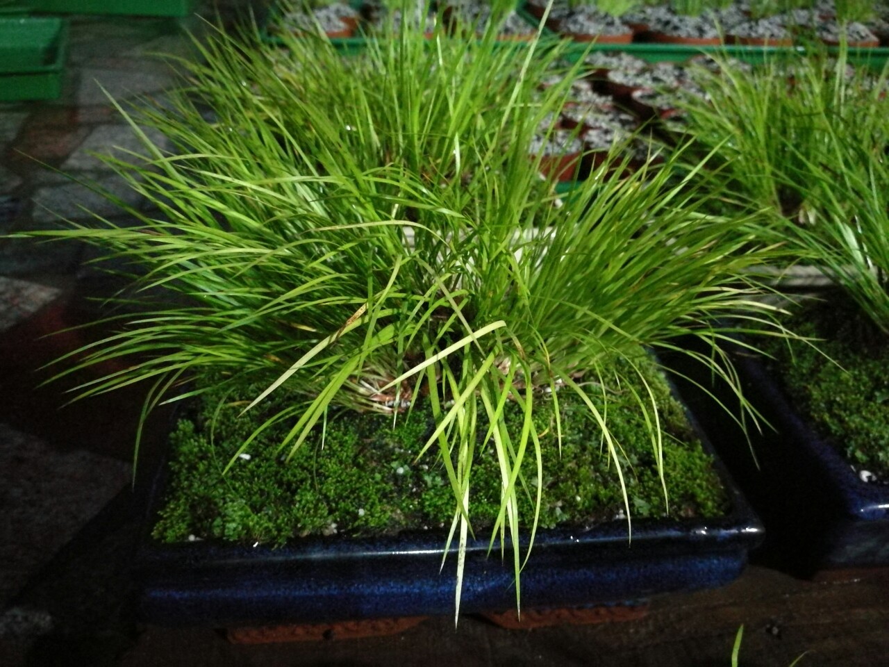 黄金姬老桩黄金姬菖蒲老桩盆景清供兰花