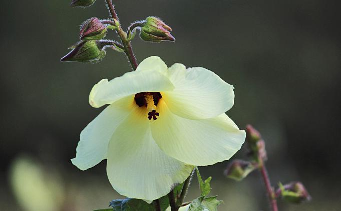 厂家直供野芙蓉提取物金花葵提取物1011kg起订