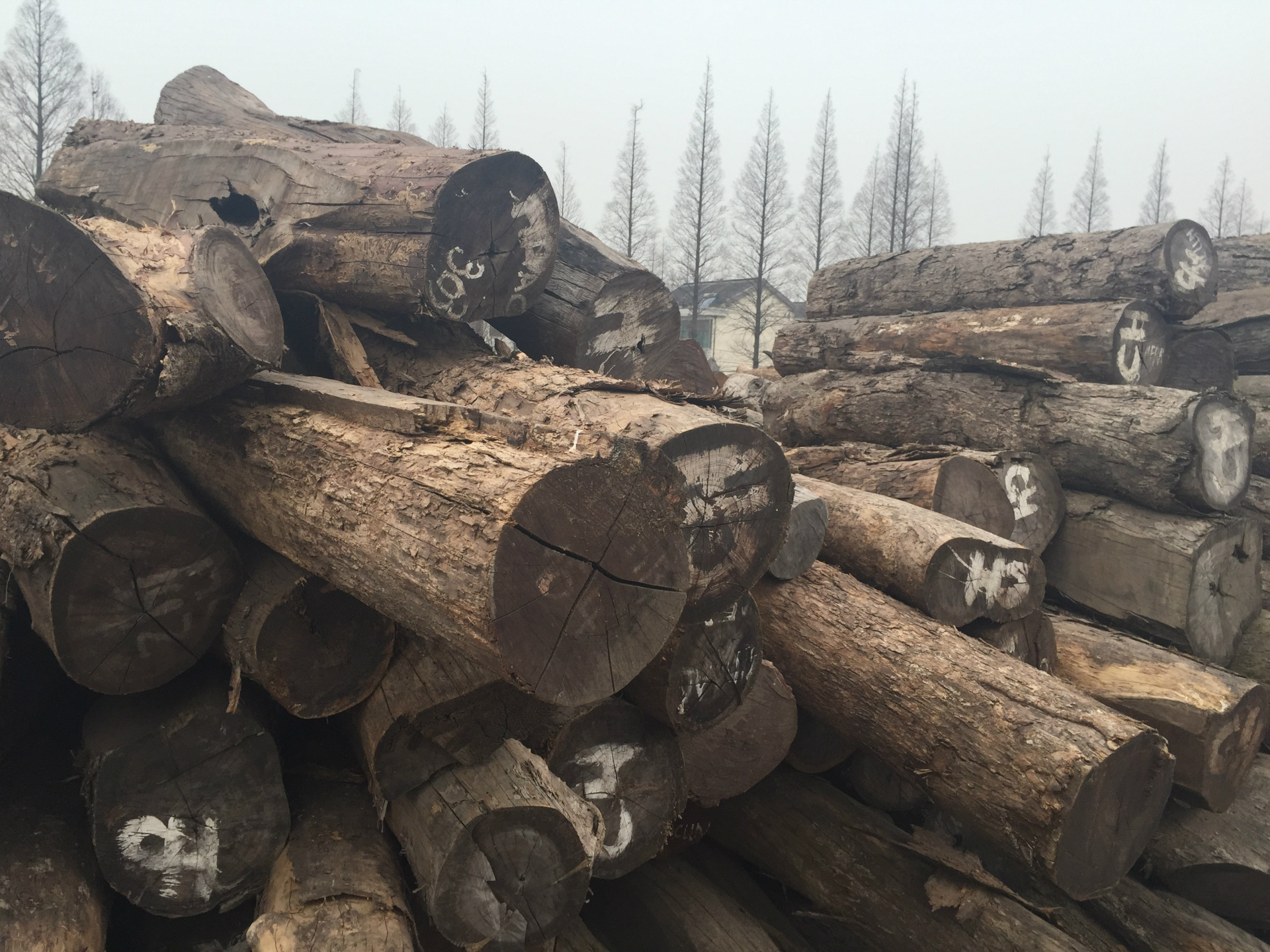 现货供应 国外一手货源 精品大经大叶红檀 非洲小叶红檀原木进口