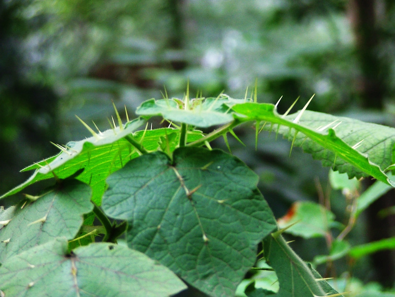两面针提取物 10:1(中国 西安)