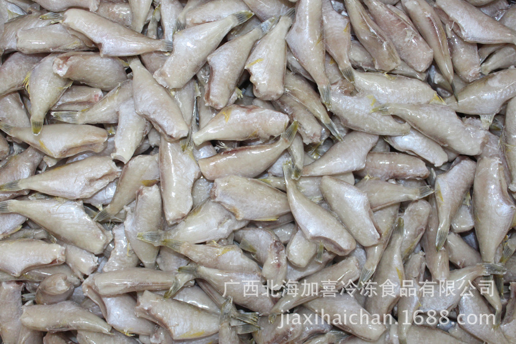 供应 厂家直销 单冻耗儿鱼(马面鱼,小马面)