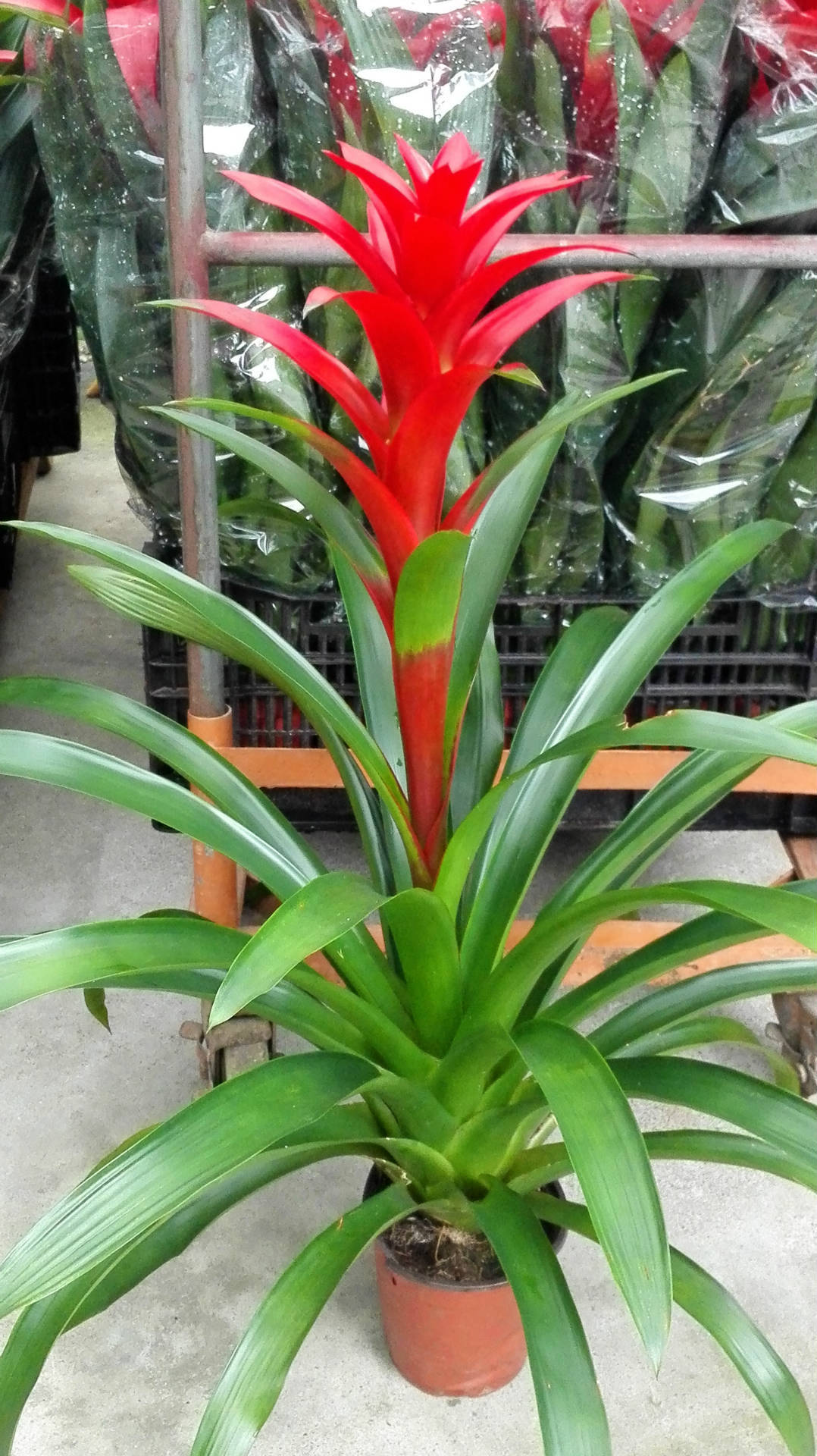 新红星高山培育的观赏凤梨室内盆栽一件21盆80cm