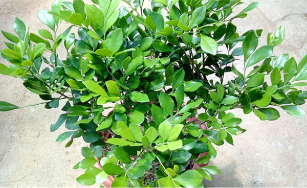 批发九里香花苗4年大苗室内盆栽九里香香气怡人九里香小苗