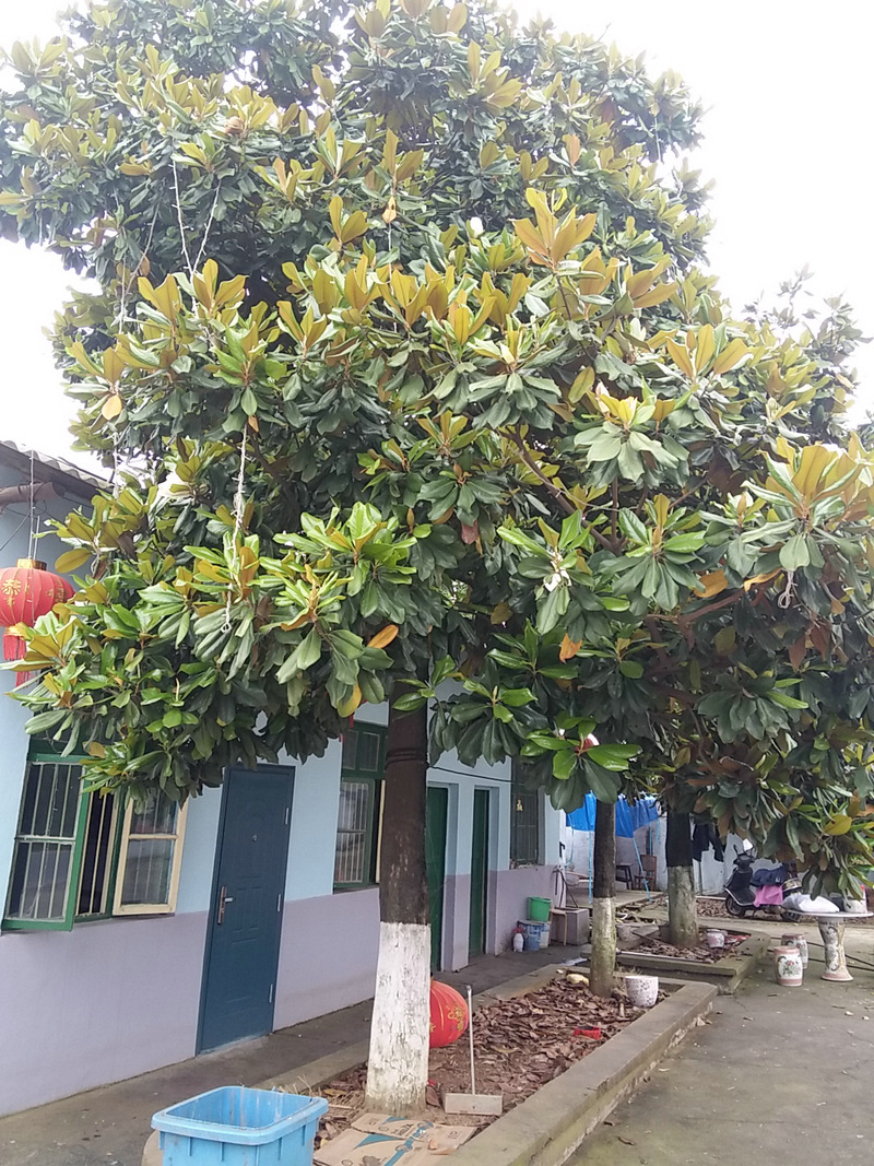 工程绿化常绿乔木 行道风景景观树 6-8cm广玉兰 四季常绿树批发