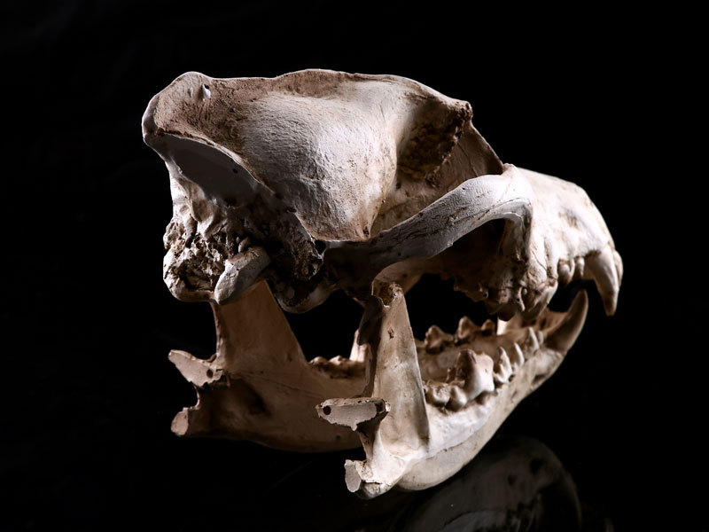 金钱豹头骨树脂家居摆件树脂骷髅头模型动物头骨教学研究跨境供货