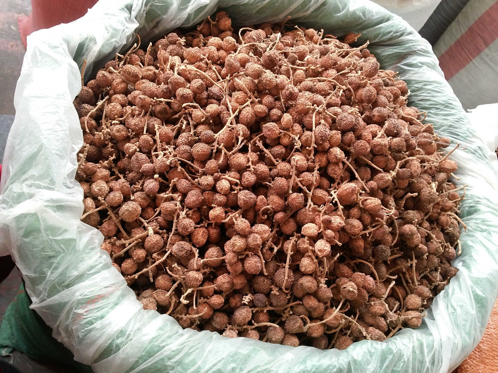 供应春砂仁 正宗阳春砂仁