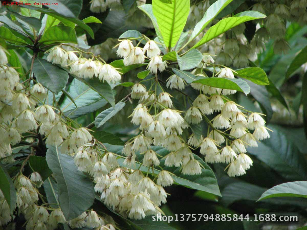 尖叶杜英普宁广太树苗城市道路湖南苗木供应 杜英树各种规格杜.