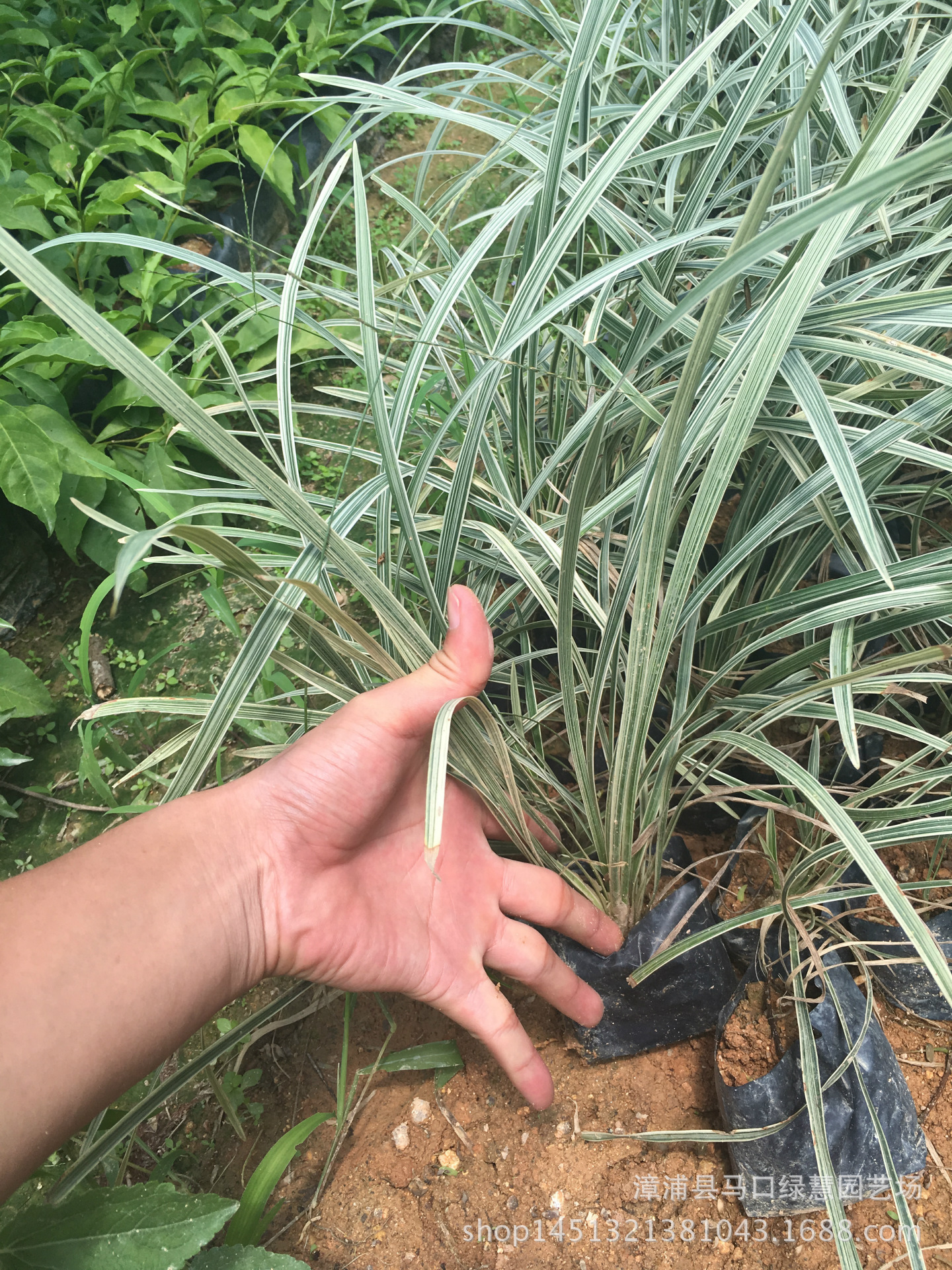 银边麦冬 银边沿街草 麦冬 绿化 苗木 银边草