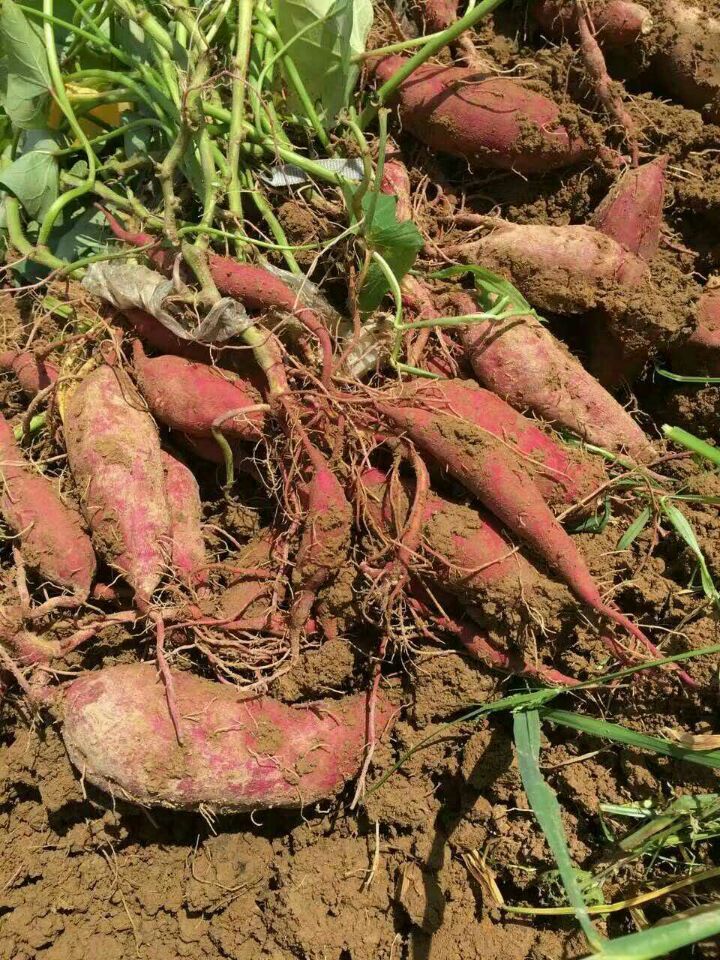 潼南16年现挖红皮白心红薯地瓜小香薯新鲜蔬菜水果包邮