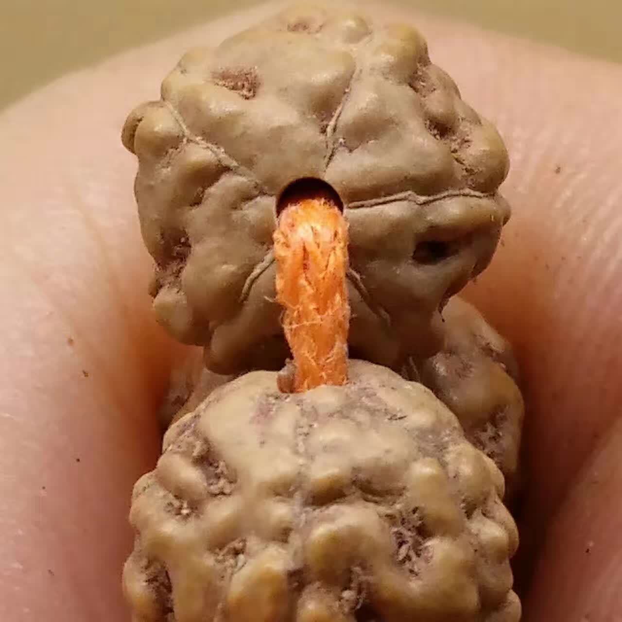 暗香阁 尼泊尔蛤蟆背5瓣6瓣小金刚菩提手链 姜黄皮114满肉手链男