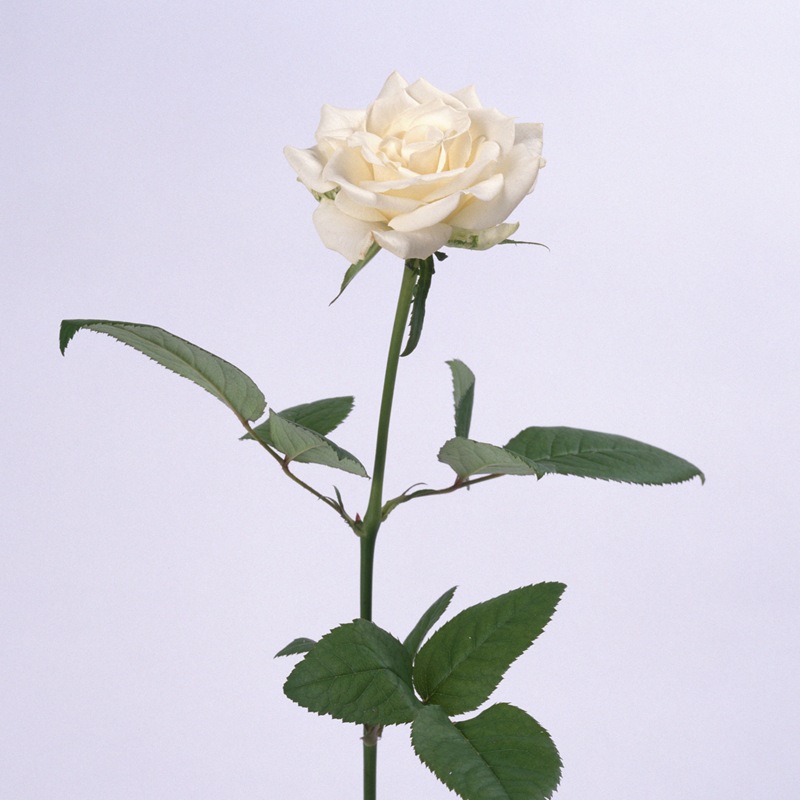 纯洁天真英格兰国花坦尼克白玫瑰 一手货源特价供应每扎20支