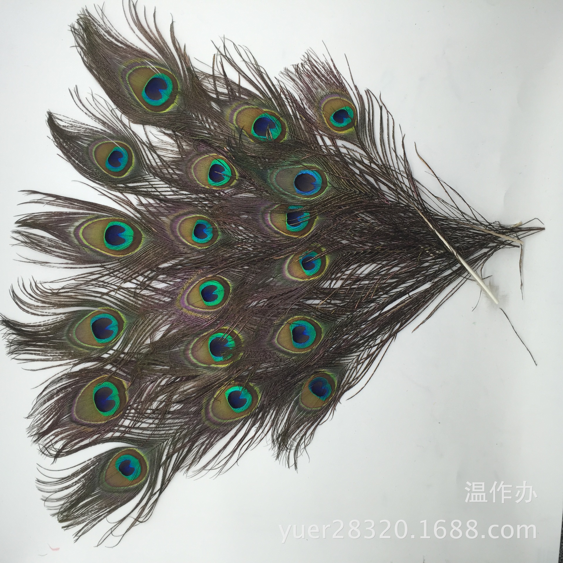 现货供应25-30cm天然孔雀毛 diy饰品羽毛配件 家居花瓶装饰10根