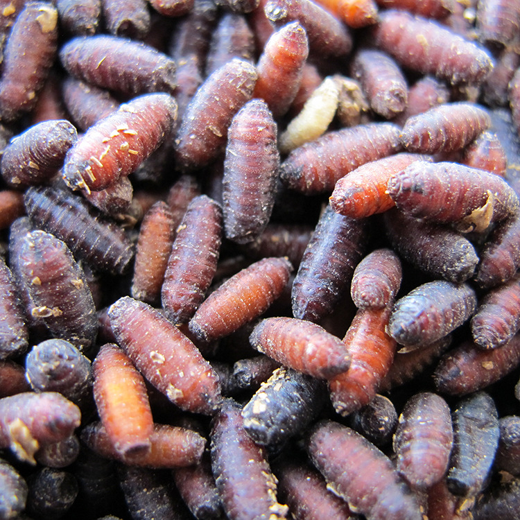 厂家直供红头苍蝇种绿头蝇大头蝇蝇蛆种苍蝇蛹