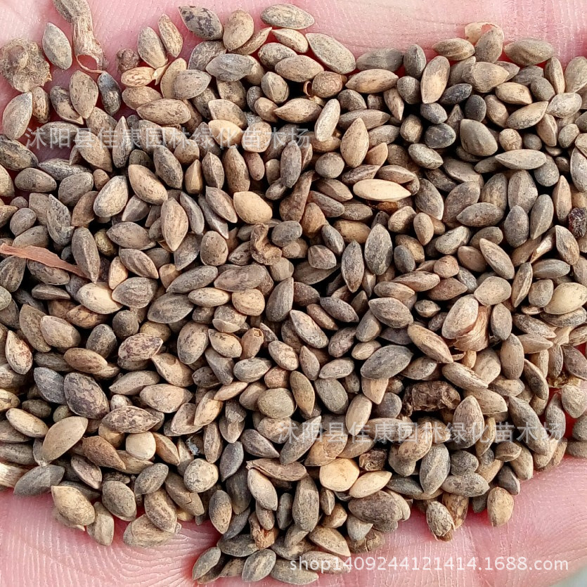 林木种子 马尾松种子 山松 枞松 枞树 青松种子 1件=1斤