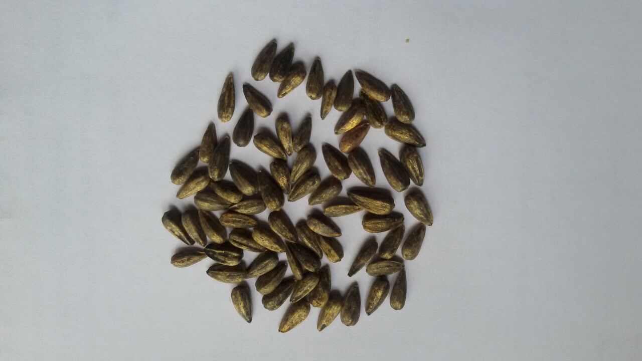 油葵种子f08-2 (推广品种) 出油量高