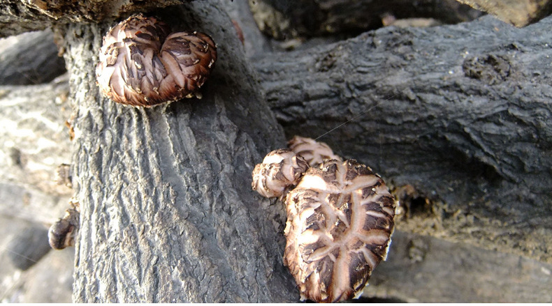 香菇一级光面菇香姑散装批发干香菇干货批发花菇干货农产品