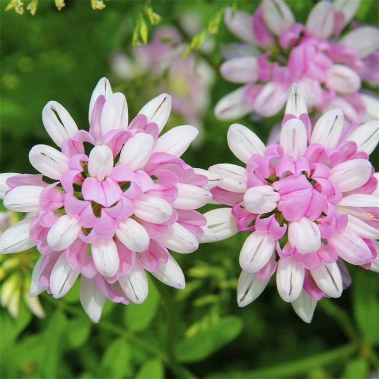 供应优质草本花卉种子绣球小冠花种子观赏植物紫红色园艺路道绿化