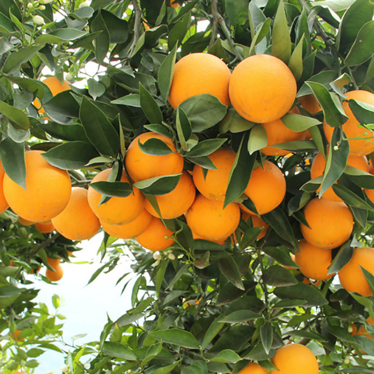 燕湘园优质新鲜采摘水果骑士橙 橙子新鲜多汁产地直销