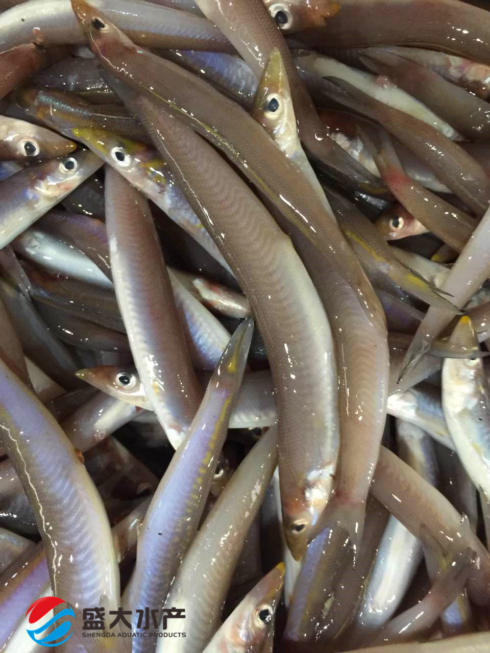 冻海泥鳅 沙溜 玉筋鱼 新鲜均匀 冻厂直批 现货和接受预
