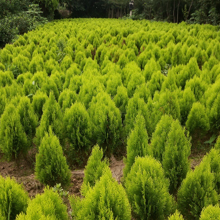 完美特色园林绿化苗木洒金柏
