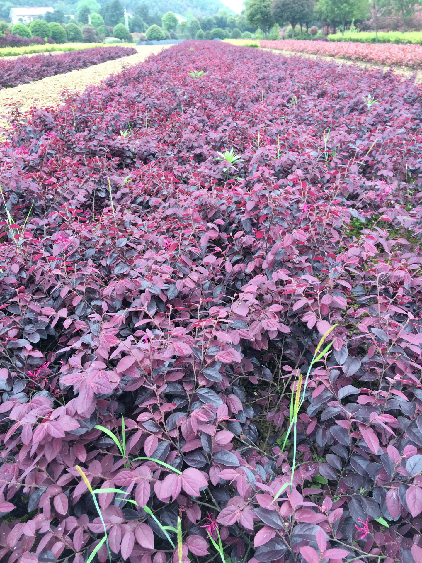 行道园林色块苗红继木苗 工程风景树苗 现货充足 量大从优