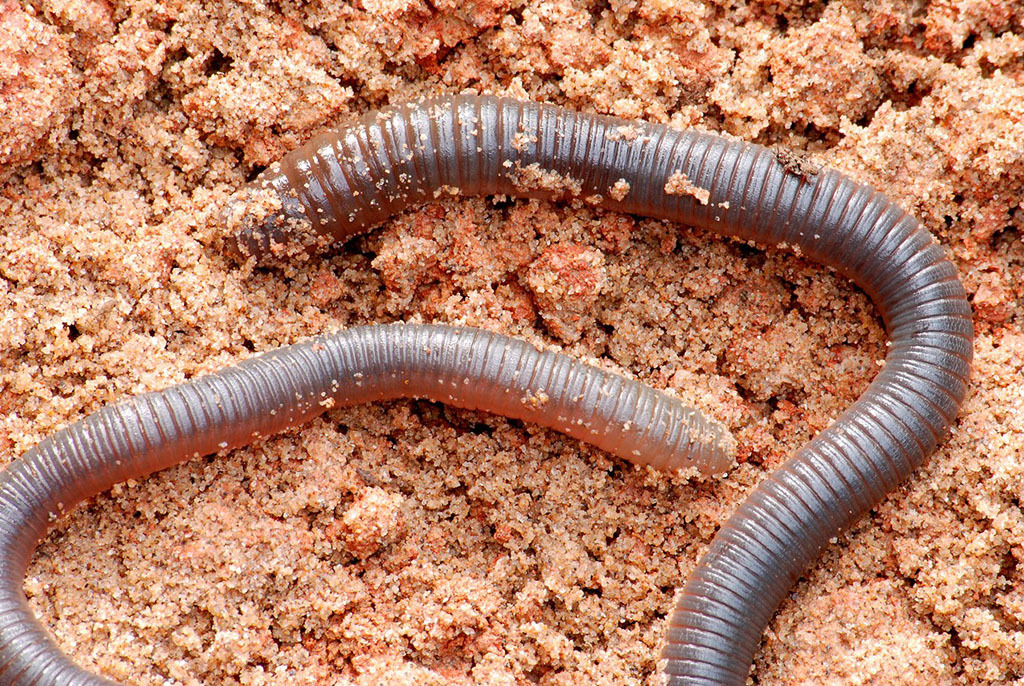 笄蛭吃蚯蚓_蚯蚓吃什么_三明治吃出活蚯蚓