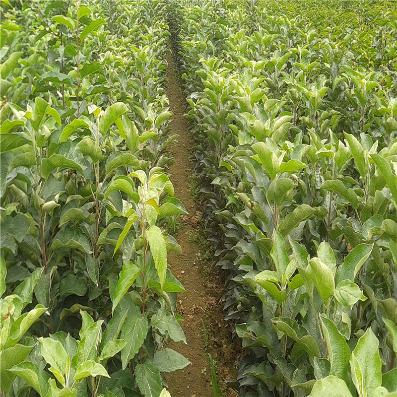 苹果树苗