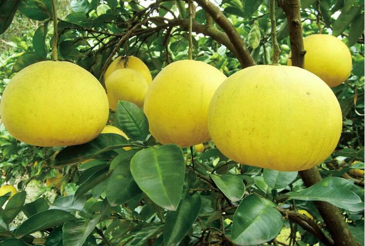 批发散装八仙果 化州橘红 陈年陈皮果 黄皮果 10斤装