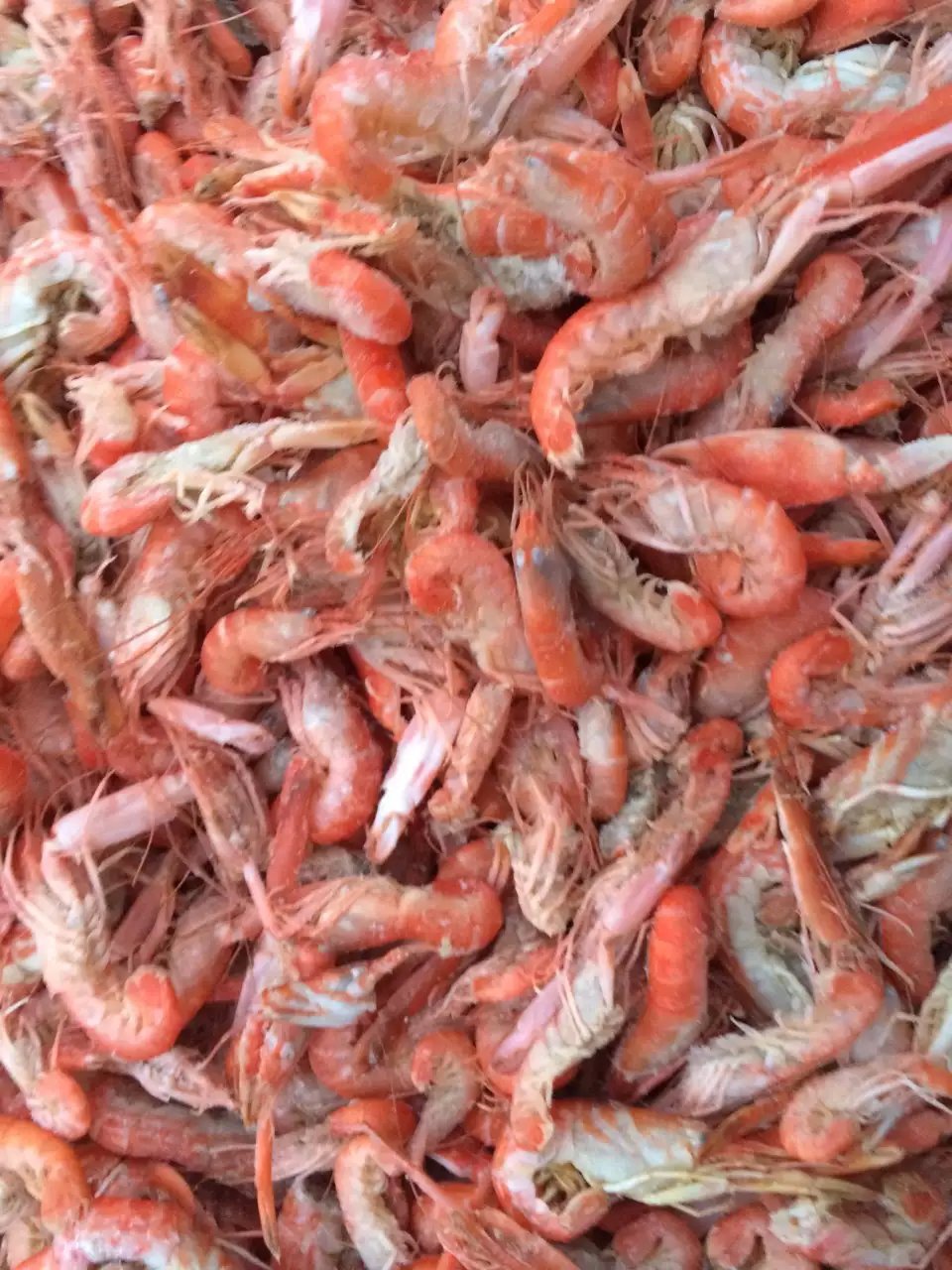 爪虾鹰爪虾狗红虾纯天然渤海海域的特色水产品批发零售