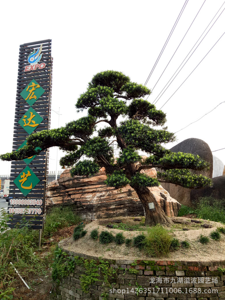 小叶虎刺盆景_小叶虎刺盆景供应商_小叶虎刺