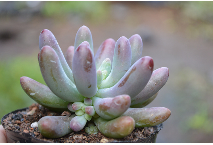 漳州多肉植物批发 玉葡萄 乙女心 多肉植物 防辐射盆景盆.