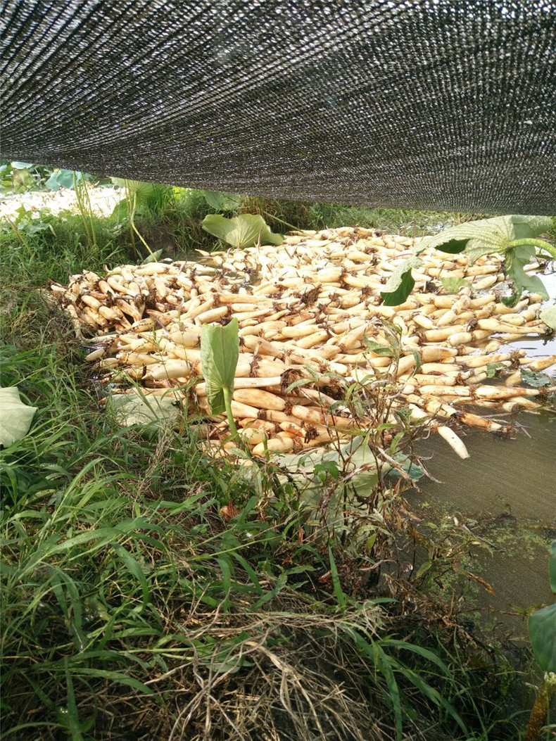 莲藕带泥莲藕超嫩脆吃炒藕 连云港直销新鲜莲藕脆藕