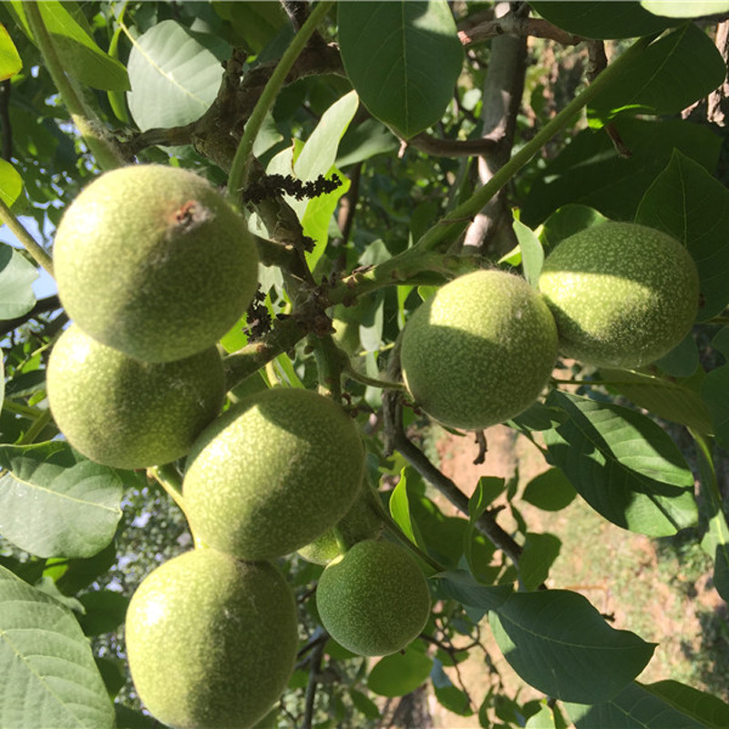 供应信息 果树 基地大量出售核桃苗 正宗品种8518核桃苗 高产核桃苗