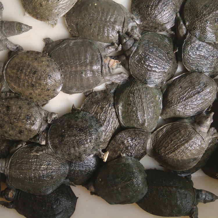 厂家直销 批发供应 小甲鱼 水鱼 小鳖 冷冻鳖 营养丰富