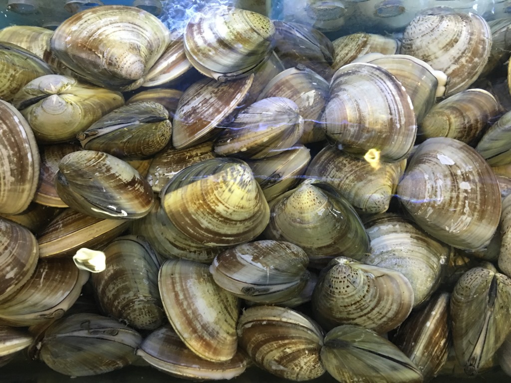 鲜活 文蛤 蛤蜊 青蛾 白仔酒店供应上海江浙沪皖直达全国空运
