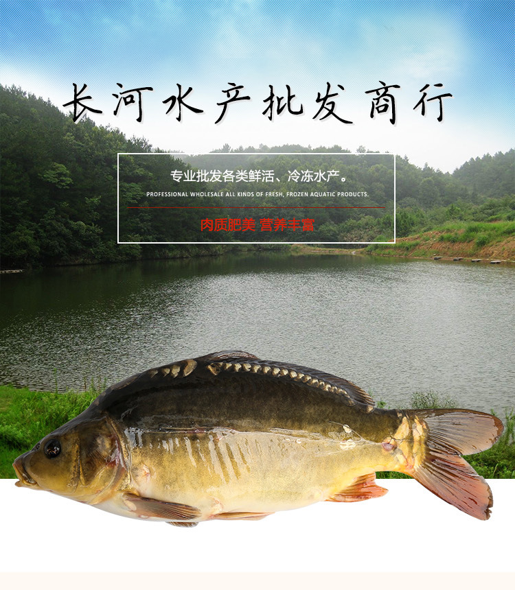 新鲜淡水鱼 食堂用 生态养殖无磷鲤鱼 鲜活水产品批发