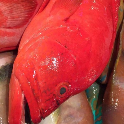 深圳供应进口生冻野生红瓜子斑石斑鱼 红九棘鲈酒店精选食材