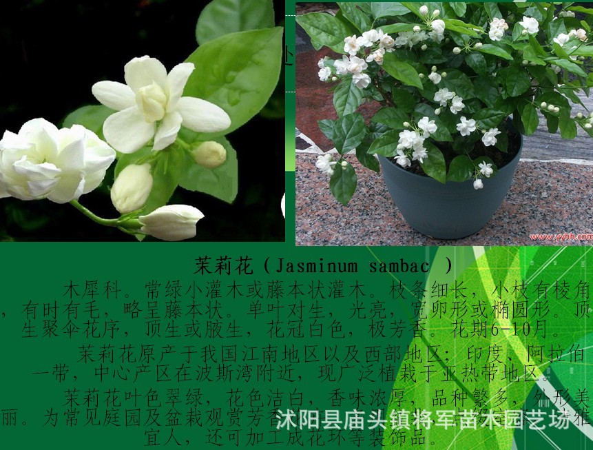 盆栽茉莉花 四季陆续开花 白色茉莉花苗 浓香植物 白茉莉 不含盆