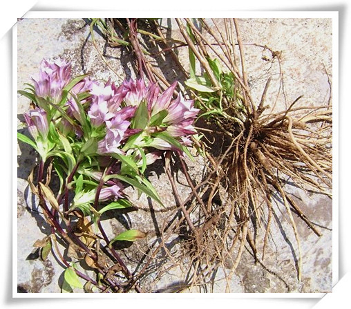 厂家现货供应 龙胆草提取物