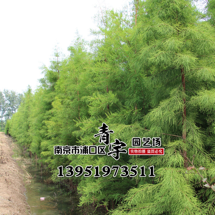 水杉树苗批发 水杉树苗供应 苗圃销售水杉树 量大优惠