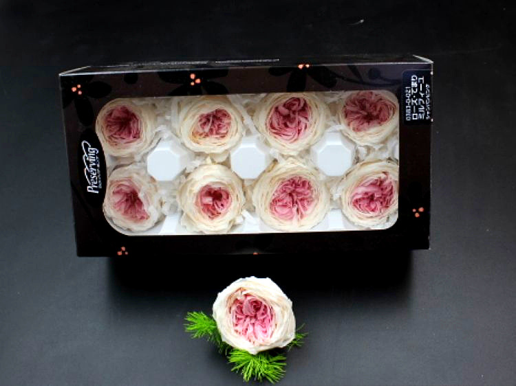 日本大地农园奥斯汀玫瑰整盒批发永生花礼盒制作保鲜花