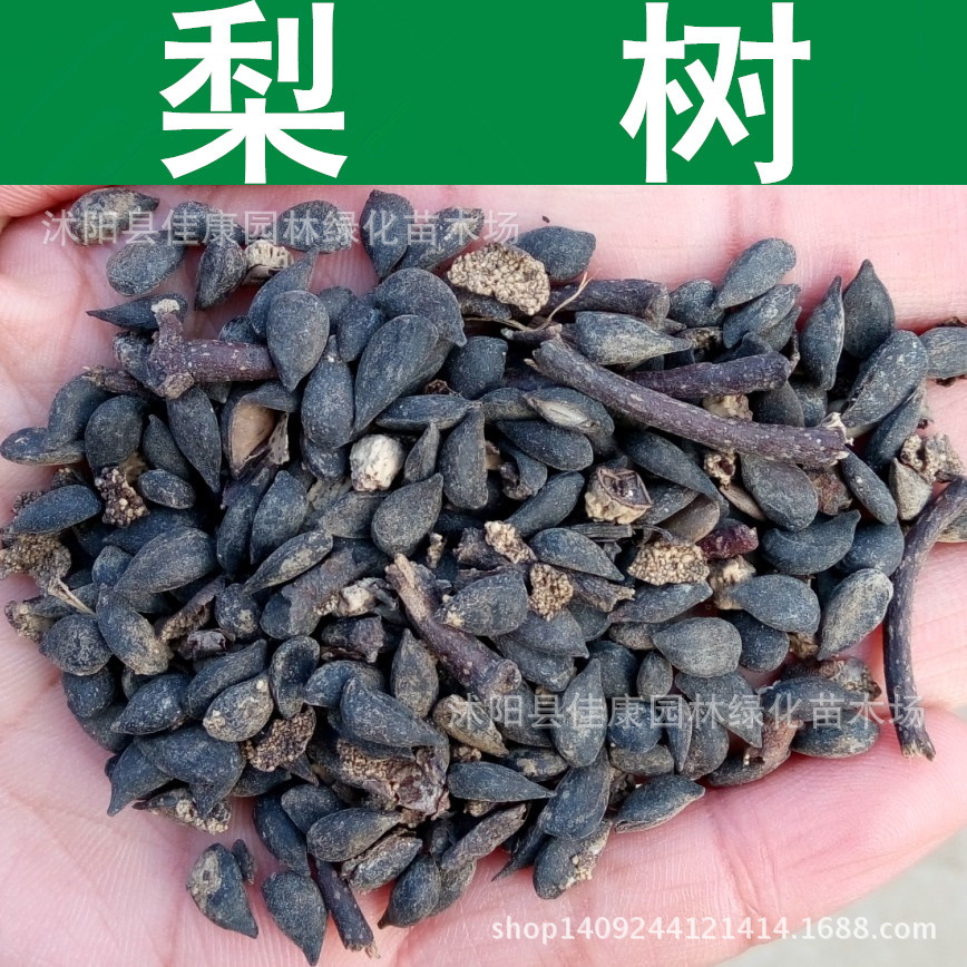 板蓝根花卉种子-板蓝根花卉种子厂家,品牌,图片,热帖-阿里巴巴