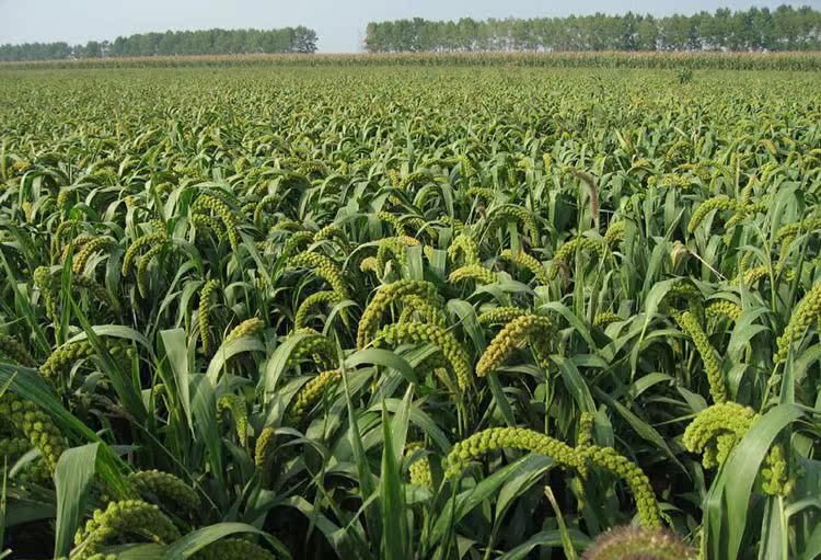 养生杂粮小米优质黄小米养胃小米产地直供五谷杂粮批发现货直销