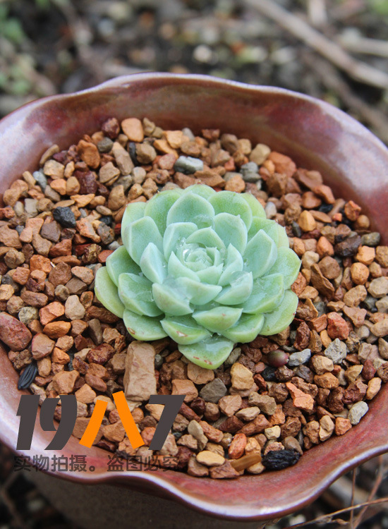 硅藻土抗菌防虫多肉植物颗粒土铺面拌土天然环保矿产