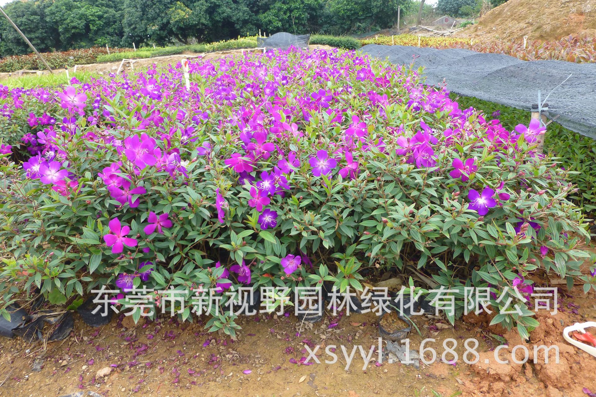 30-40公分高巴西紫牡丹巴西野牡丹紫花野牡丹艳紫野牡苗全国发货