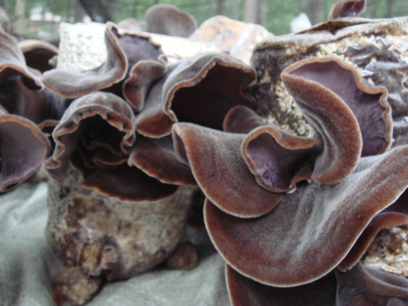 雾霾天最适合吃它 - 阿里巴巴商友圈