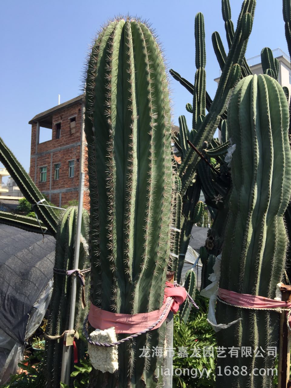 3米幸福柱武伦柱摩天柱属福建沙生植物厂家沙生植物园林展览景观