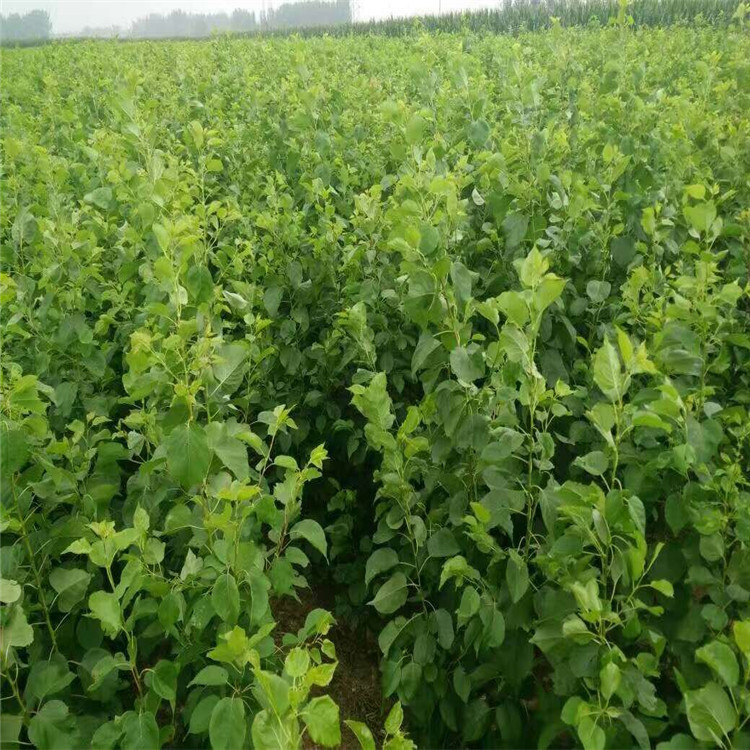 产地直供荷兰香蜜杏树苗 晚熟纯甜 杏仁可食用 荷兰香蜜杏杏树苗