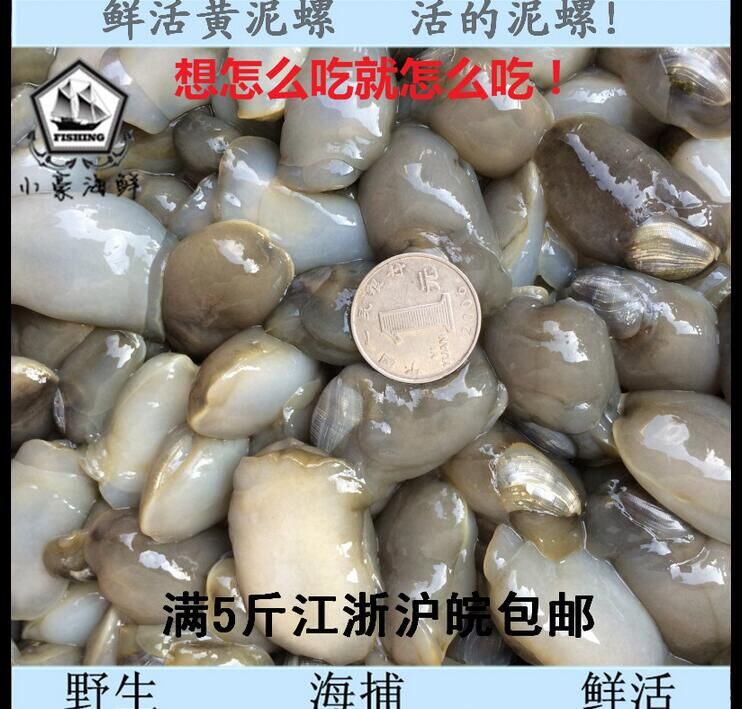 黄泥螺鲜活大个新鲜无沙活泥螺泥溜子可腌制咸醉泥螺干货批发