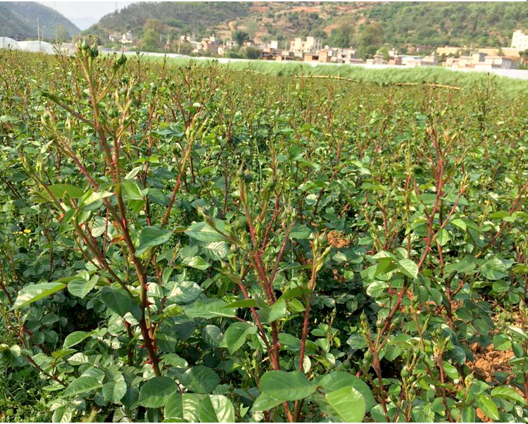 金边玫瑰花茶 金边玫瑰种植 金边玫瑰直销 云南特产 玫瑰直.